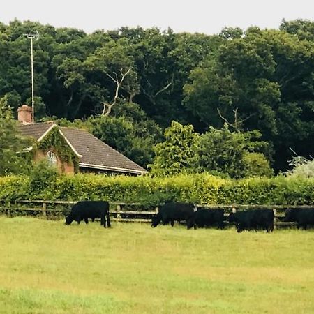 Yellowham Farm, Dorchester Higher Bockhampton Kültér fotó