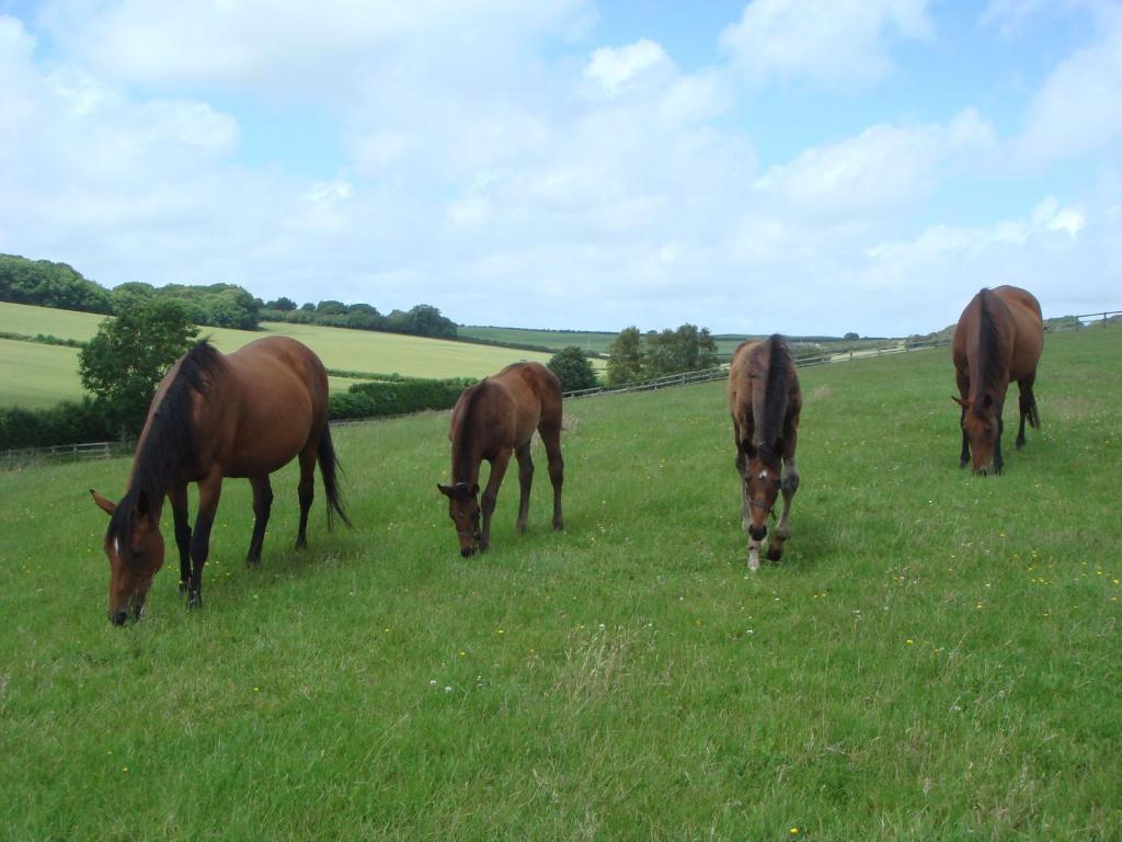 Yellowham Farm, Dorchester Higher Bockhampton Kültér fotó