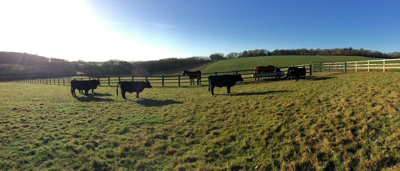 Yellowham Farm, Dorchester Higher Bockhampton Kültér fotó